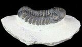 Bargain, Austerops Trilobite - Morocco #66352-1